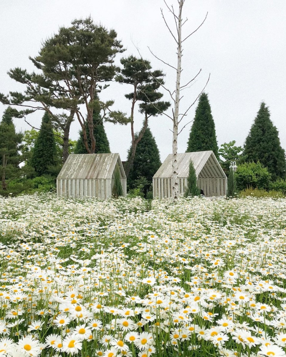 Dore Dore Cafe daisies