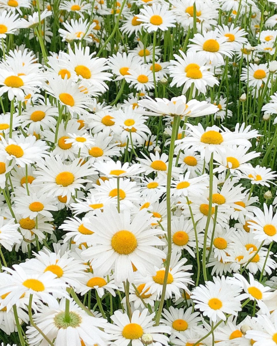 Dore Dore Cafe daisies