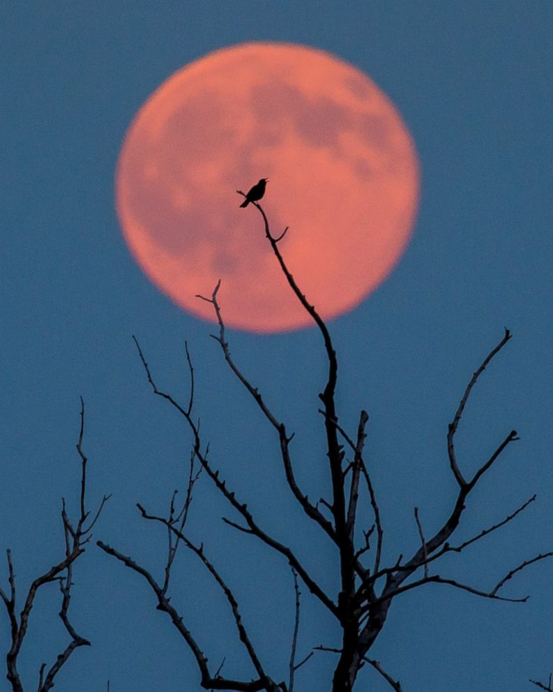 Full Strawberry Moon Appearing In Singapore On 6 June, Will Last 3 Days
