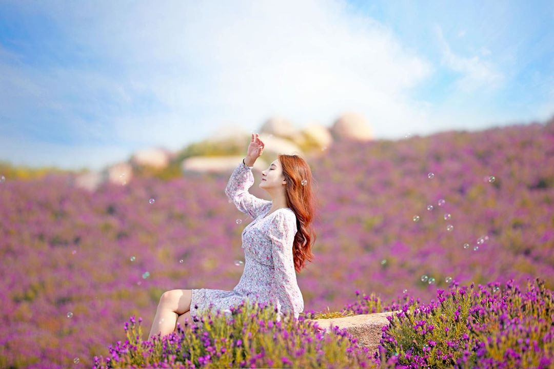 Lavender field on Banwol Island