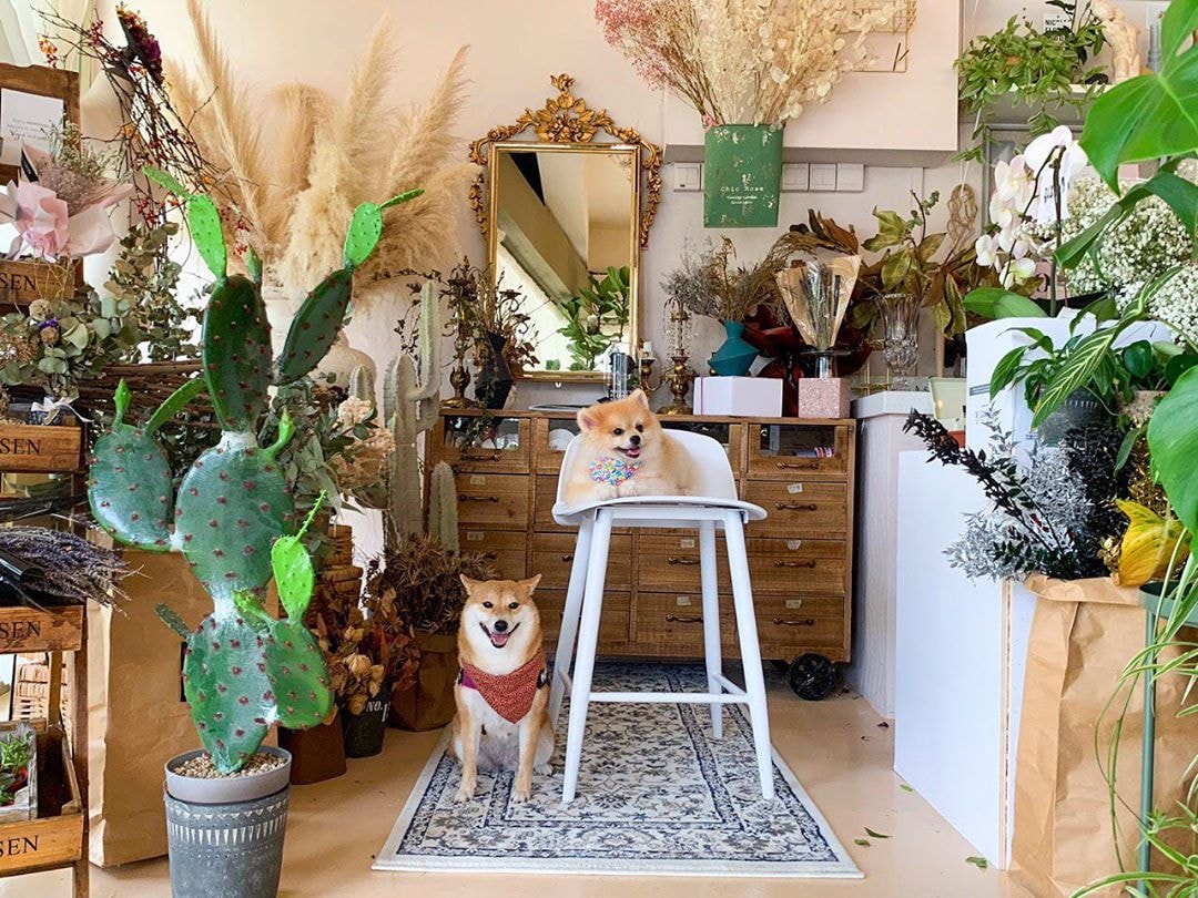dogs at Cafe De Nicole's Flower cafe
