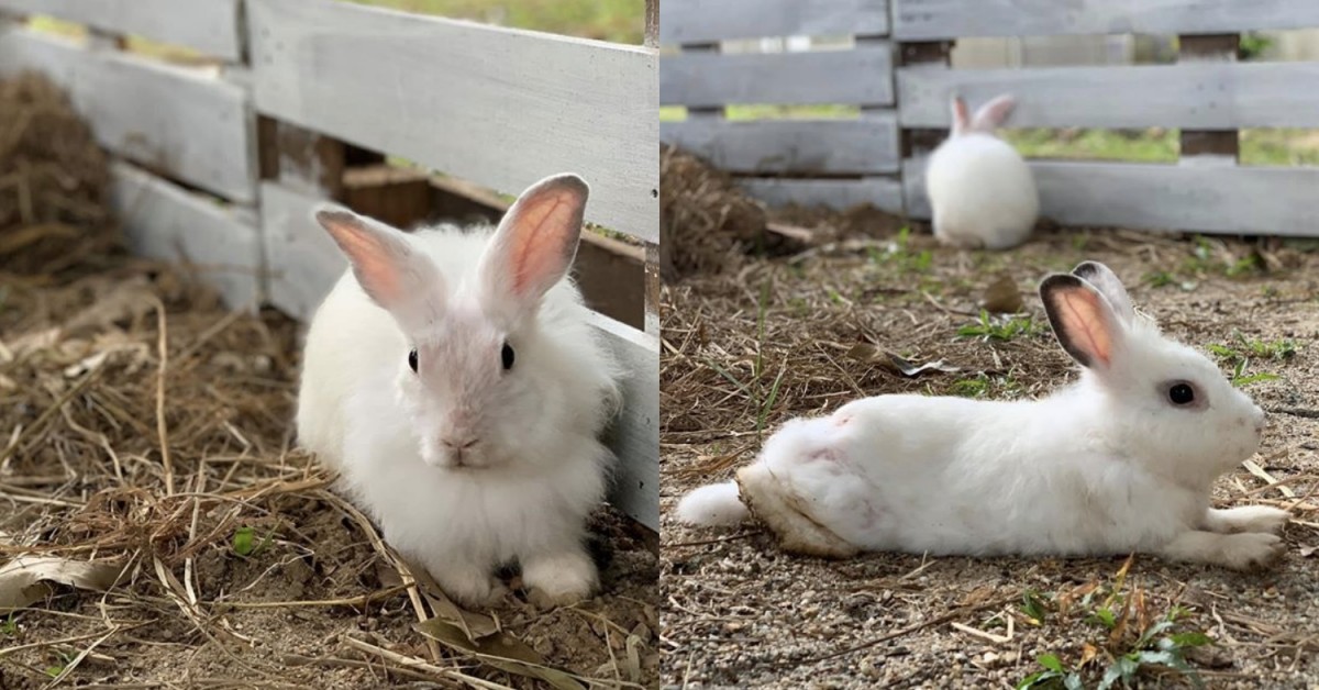Petting zoo Malaysia Taman Ular Dan Reptilia Negeri Perlis snake park