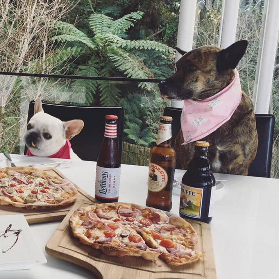 dogs sitting at table with pizza and beer