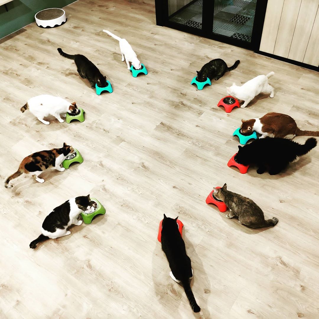 The Cat Cafe's cats 