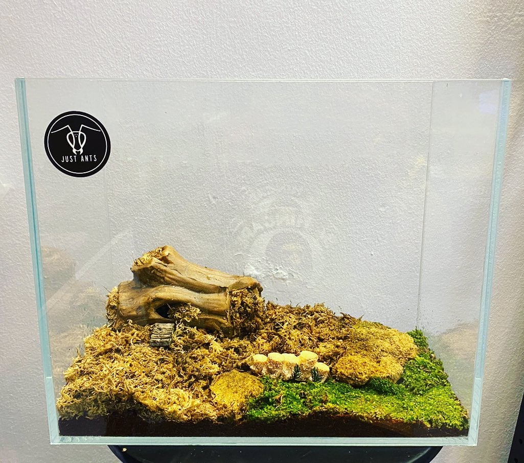 Just Ants: Singapore’s First Ant-Keeping Shop At Yishun With Over 30 ...