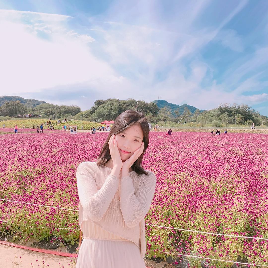 girl in purple globe amaranth field in Yanju Nari Park, korea