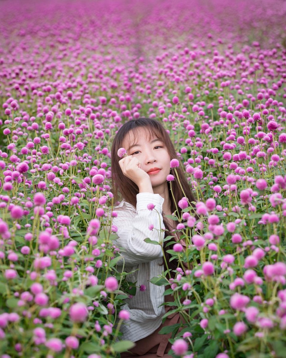 girl in purple globe amaranth fieldin Yanju Nari Park, korea