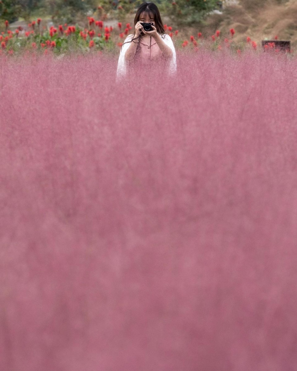girl in pink muhly grass field in Yanju Nari Park, korea