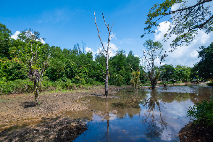 Hampstead Wetlands Park Singapore