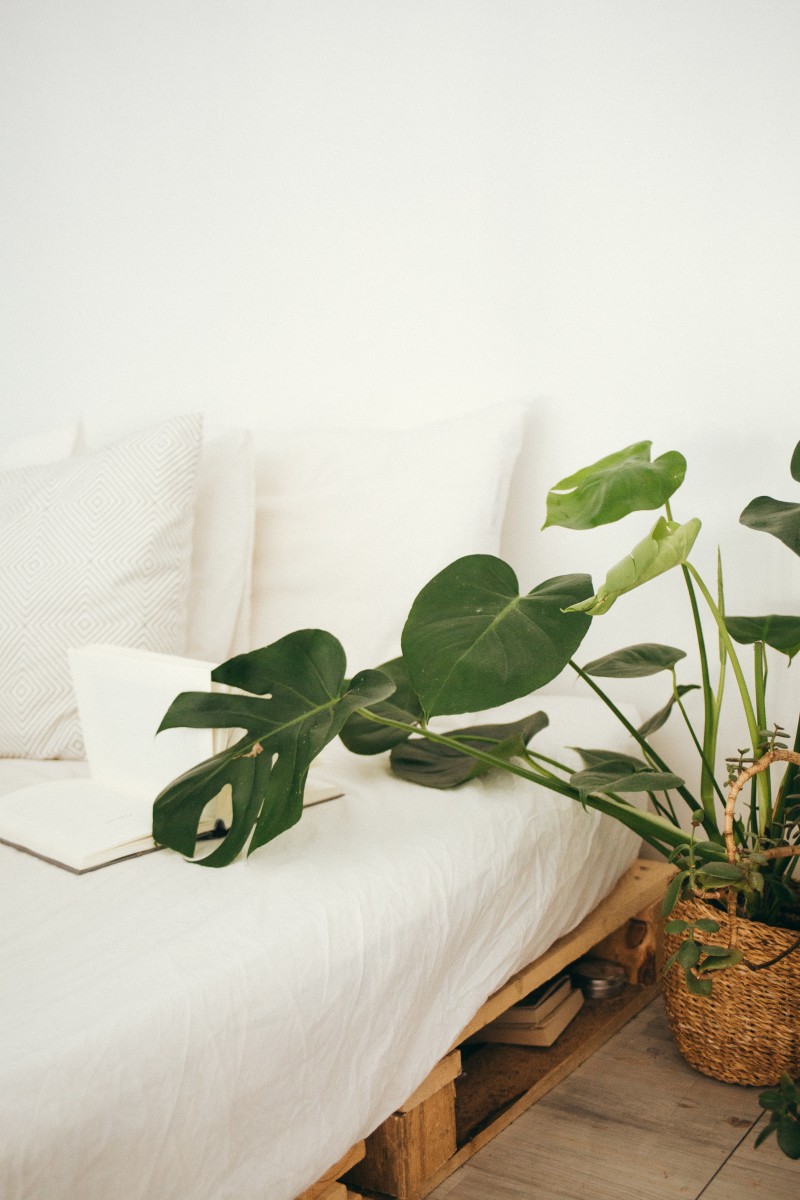 Greenery in minimalist bedroom
