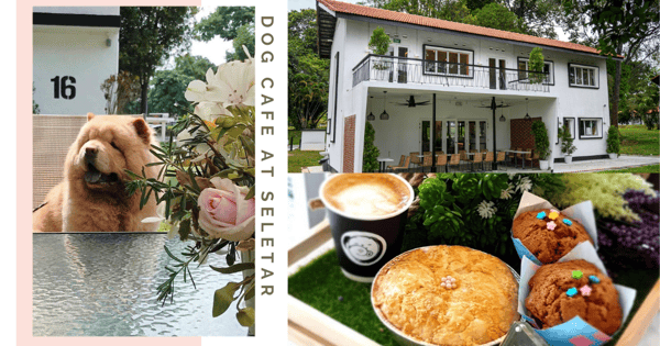 Chow Cute: New Dog Cafe & Daycare In Colonial Building At Seletar With Food For Hoomans