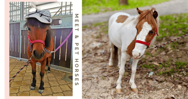 You Will Be Able Pet & Take Pics With 6 Miniature Therapy Horses At ION Orchard This December