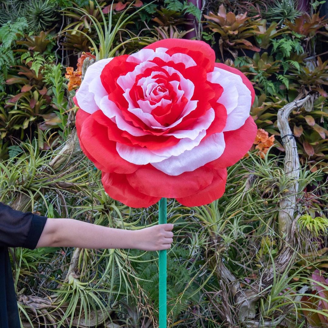The Fhing Singapore giant crepe flowers