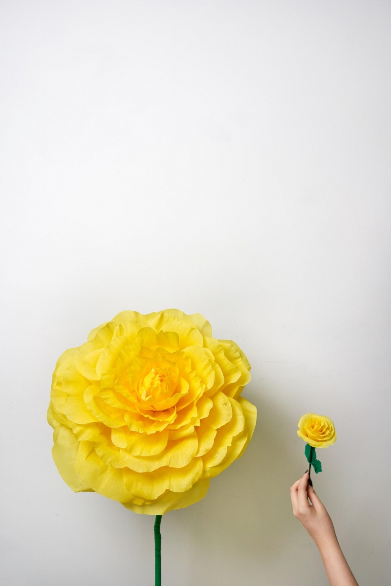 The Fhing Singapore giant crepe flowers