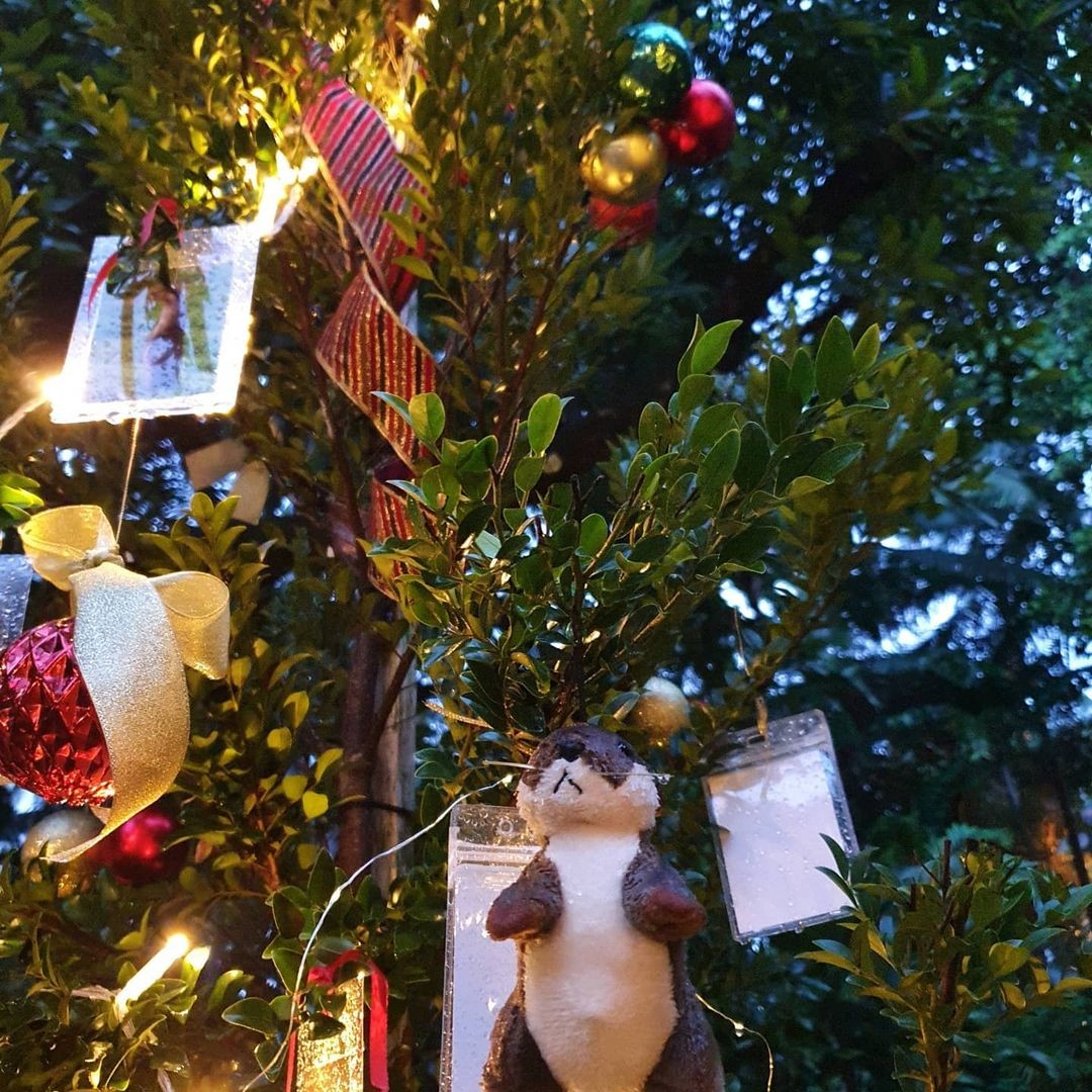 Christmas light-up Singapore 2020 Botanic Gardens