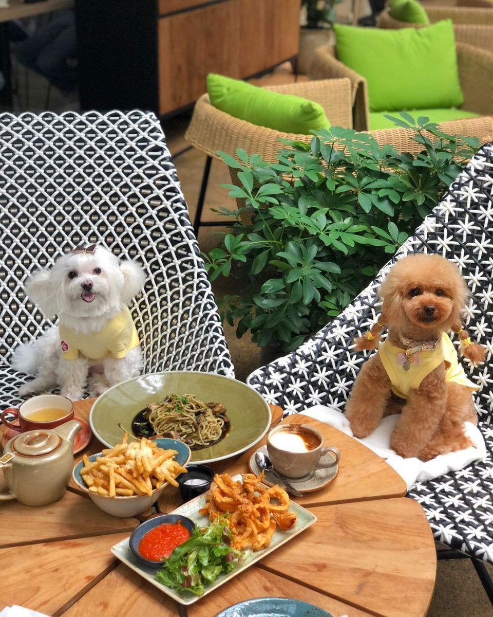 white and brown poodles sitting on chairs at cafe with food