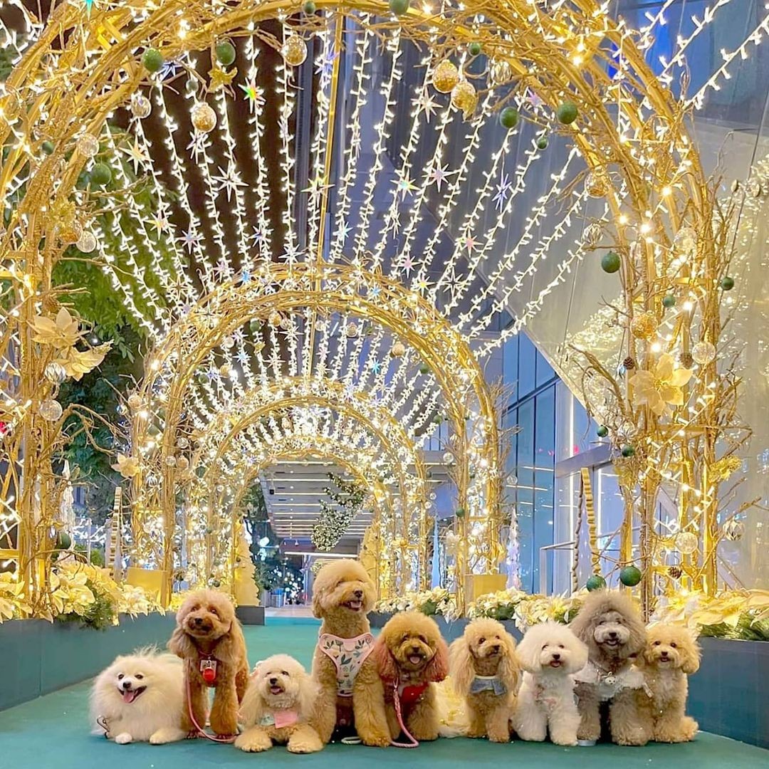 Christmas light-up Singapore 2020 Orchard Central