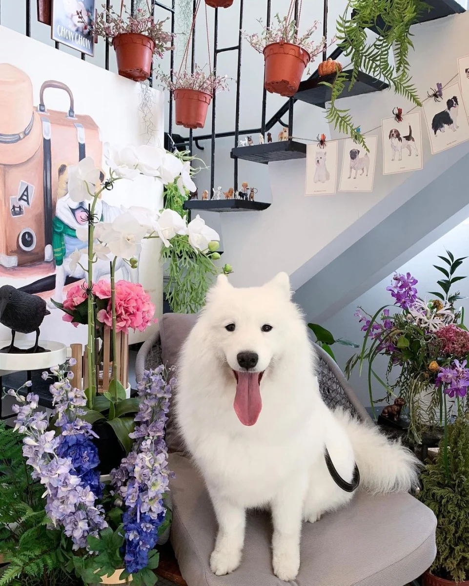 Chow Cute dog cafe Seletar Singapore