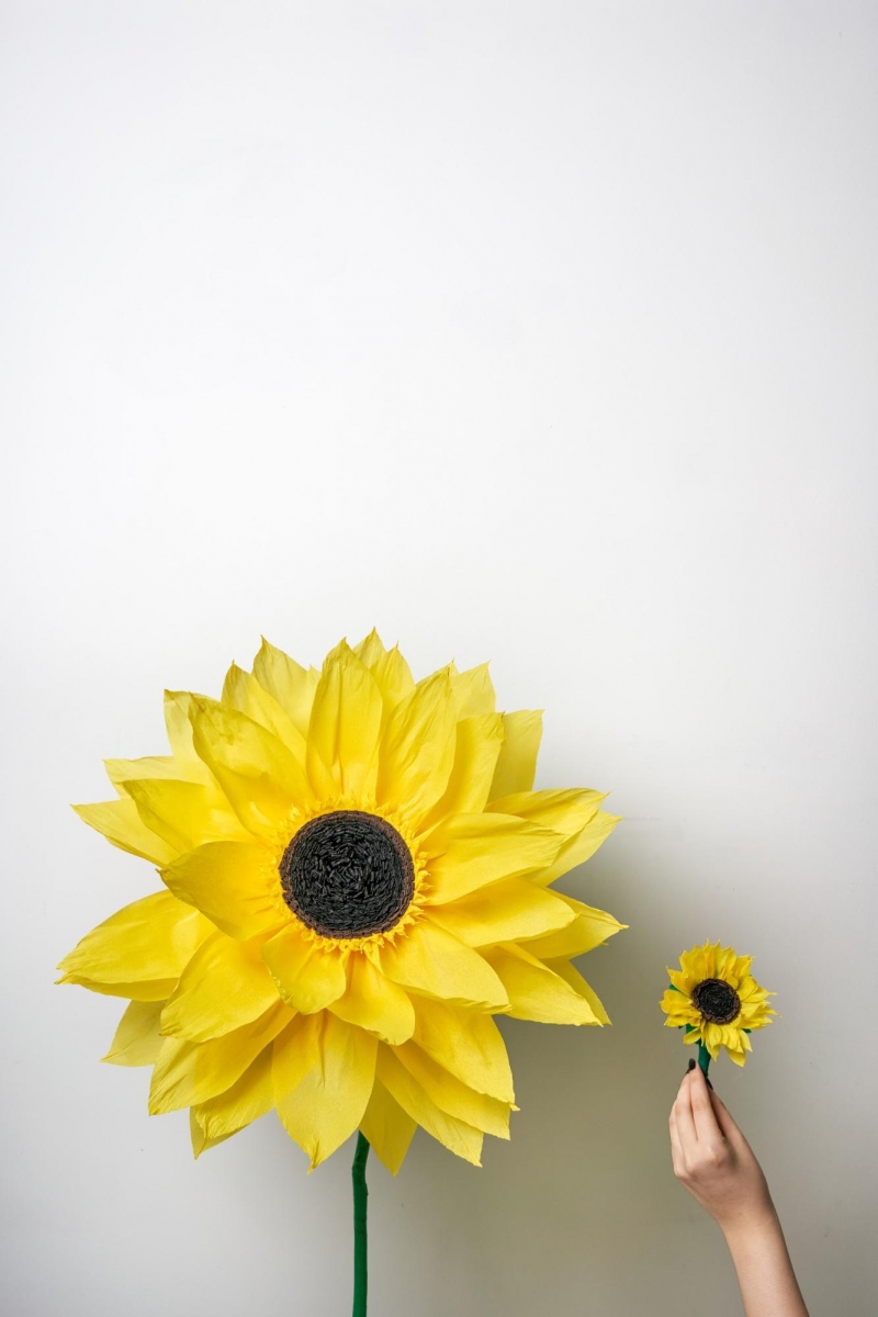 The Fhing Singapore giant crepe flowers