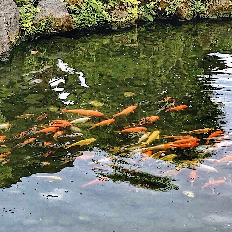 koi pond at keyaki restaurant Pan Pacific Singapore