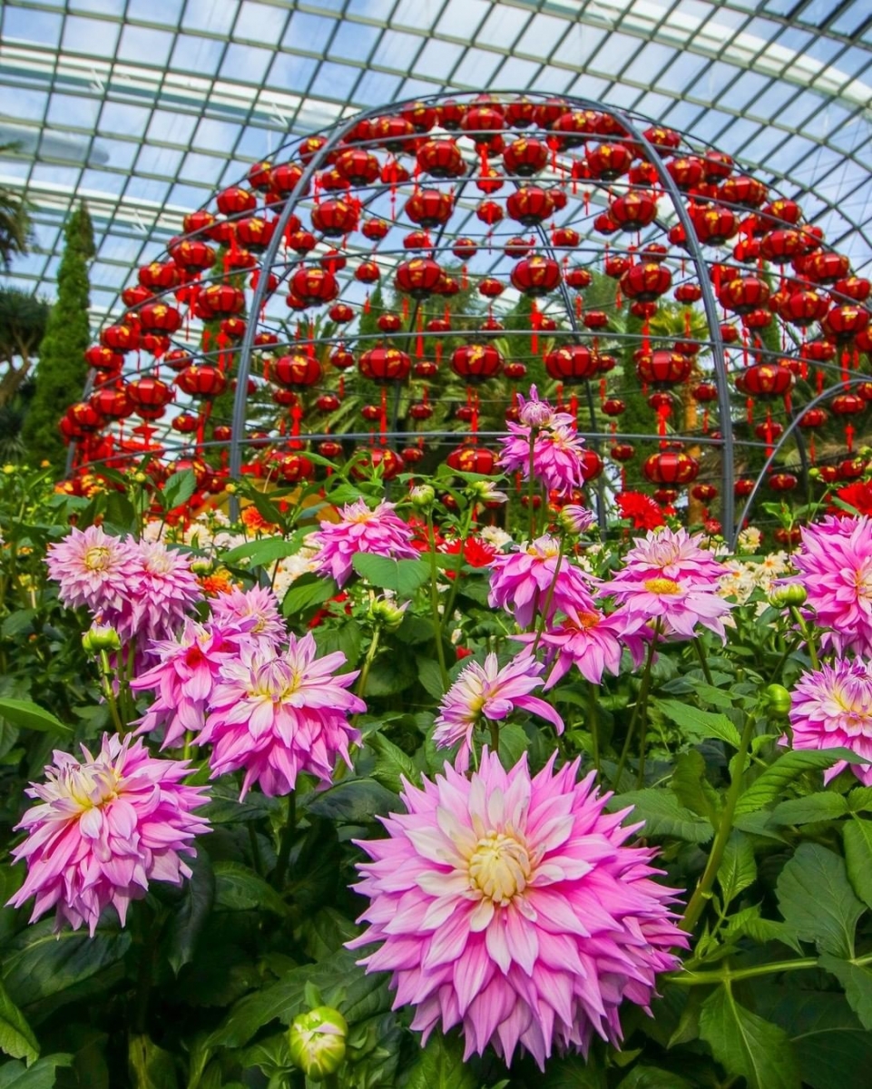 Gardens by the Bay Dahlia Dreams Lantern Globe from the outside