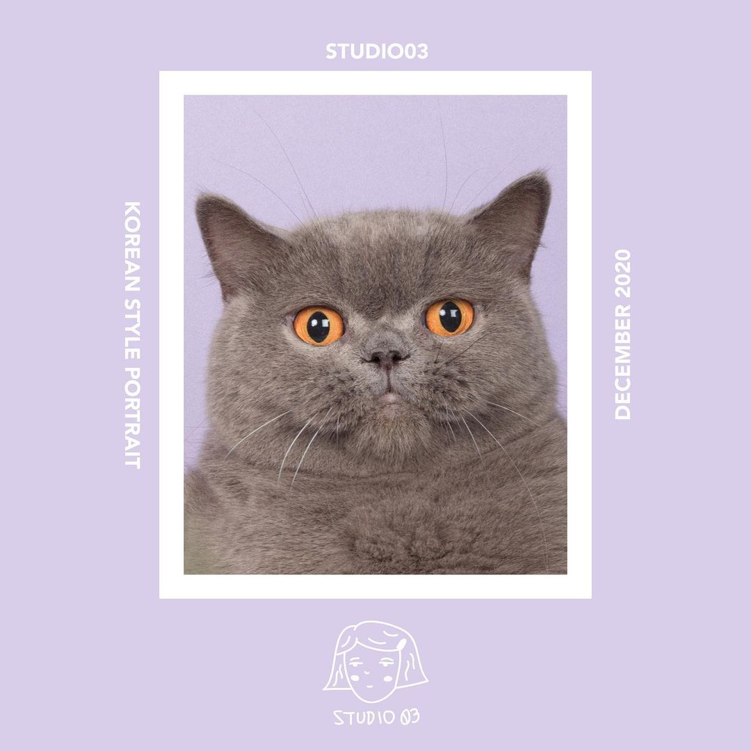 STUDIO03 pet protrait photo studio Singapore