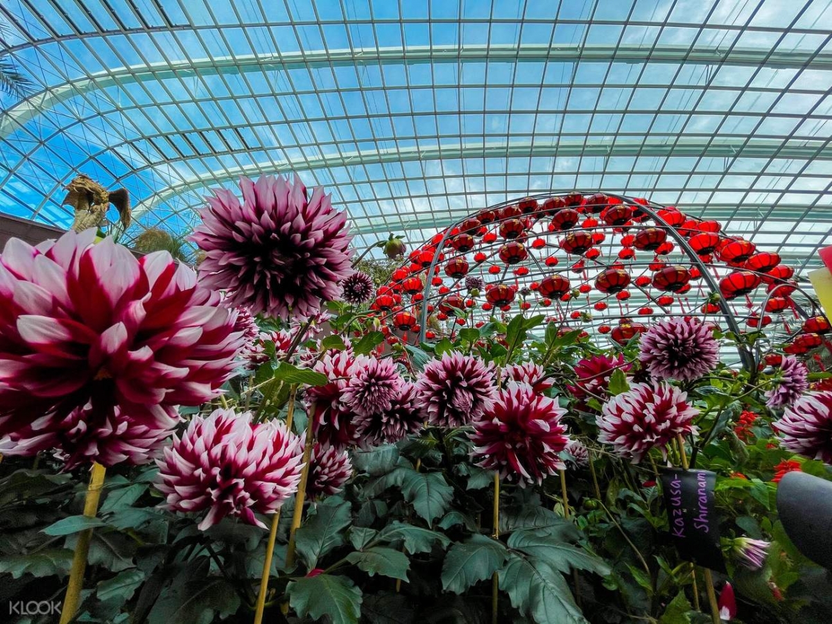 Dahlias at Gardens by the Bay's Dahlia Dreams