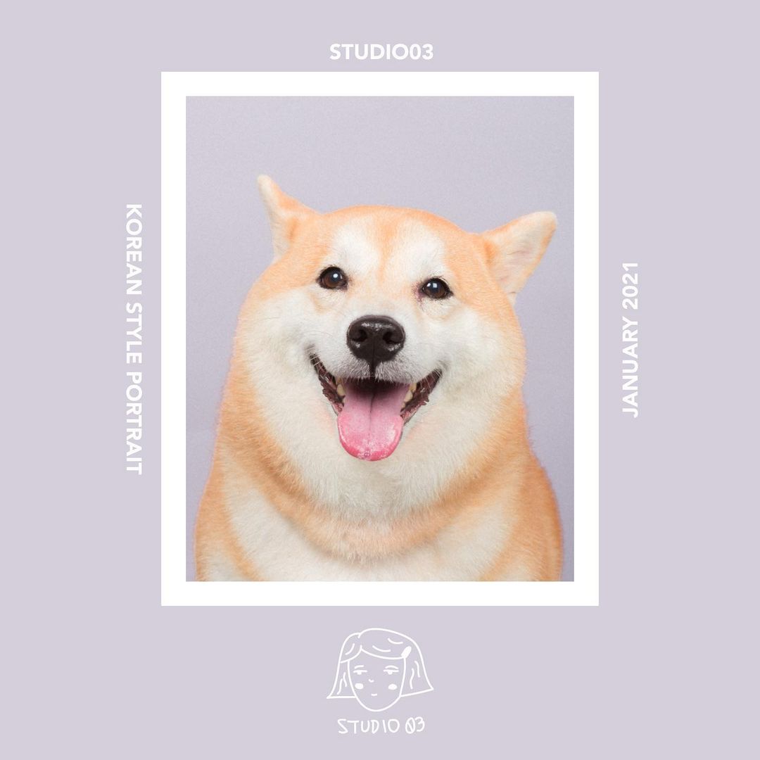 STUDIO03 pet protrait photo studio Singapore