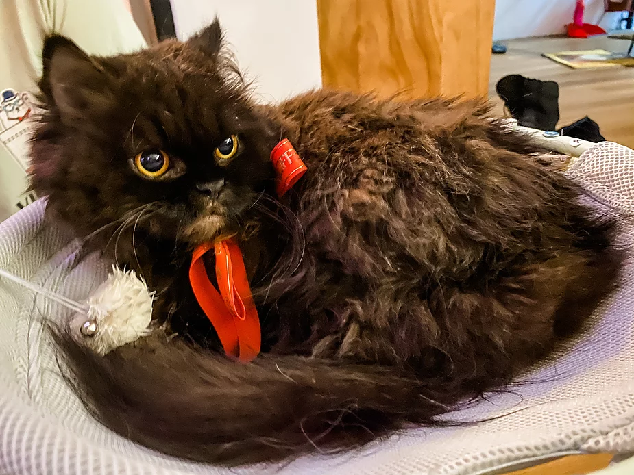 Art jamming with cats Wildflower Studio Singapore