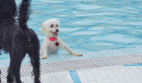 Wag & Wild dog swimming pool water park Singapore