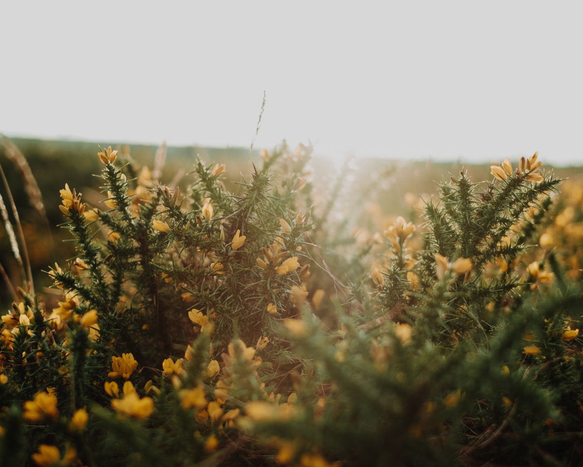 Grass and flowers