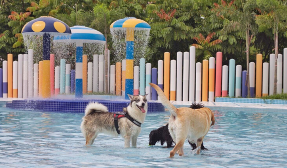 Wag & Wild dog swimming pool water park Singapore