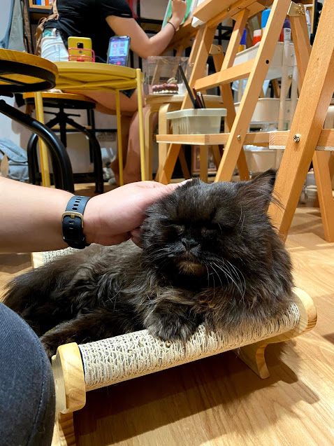Art jamming with cats Wildflower Studio Singapore