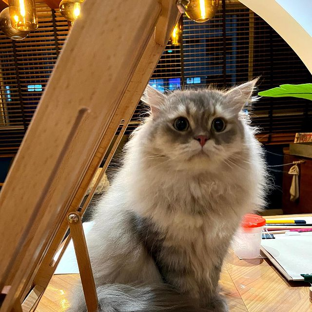 Art jamming with cats Wildflower Studio Singapore
