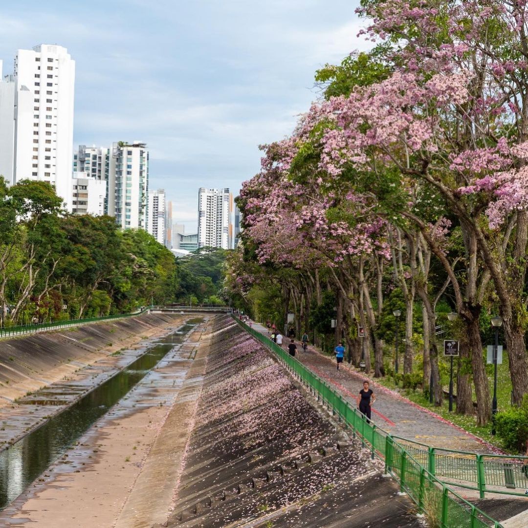 Singapore sakura trumpet flower Ulu Pandan Park Connector