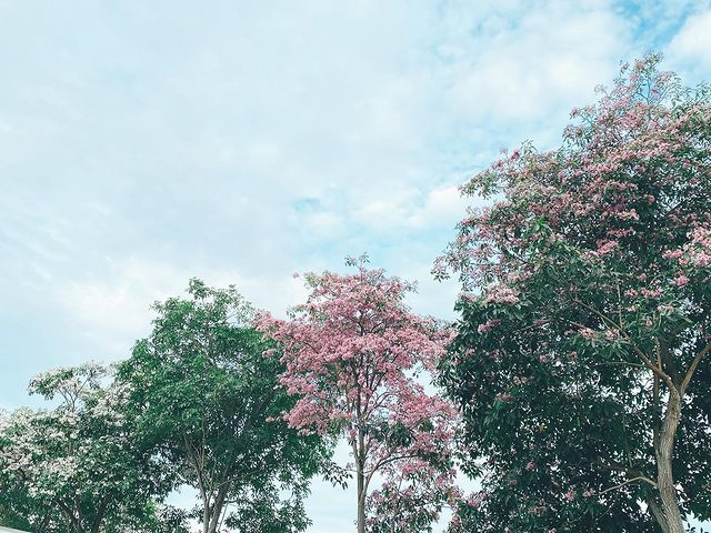 Singapore sakura trumpet flower Bishan-AMK park