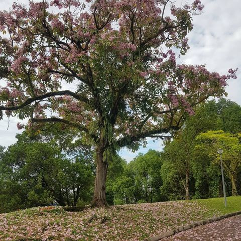 Singapore Sakura trumpet flower Yishun Hill