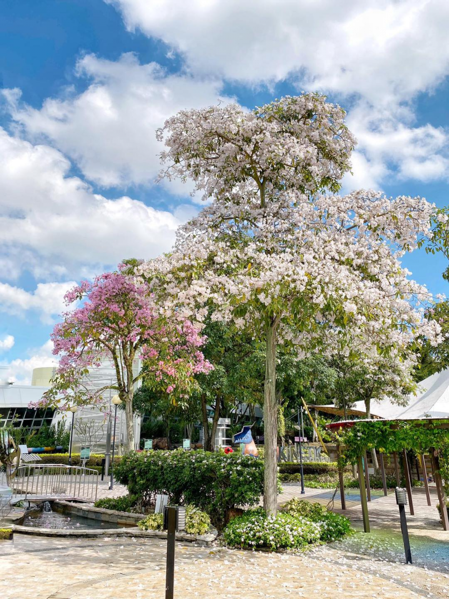 Singapore sakura trumpet flower Science Centre
