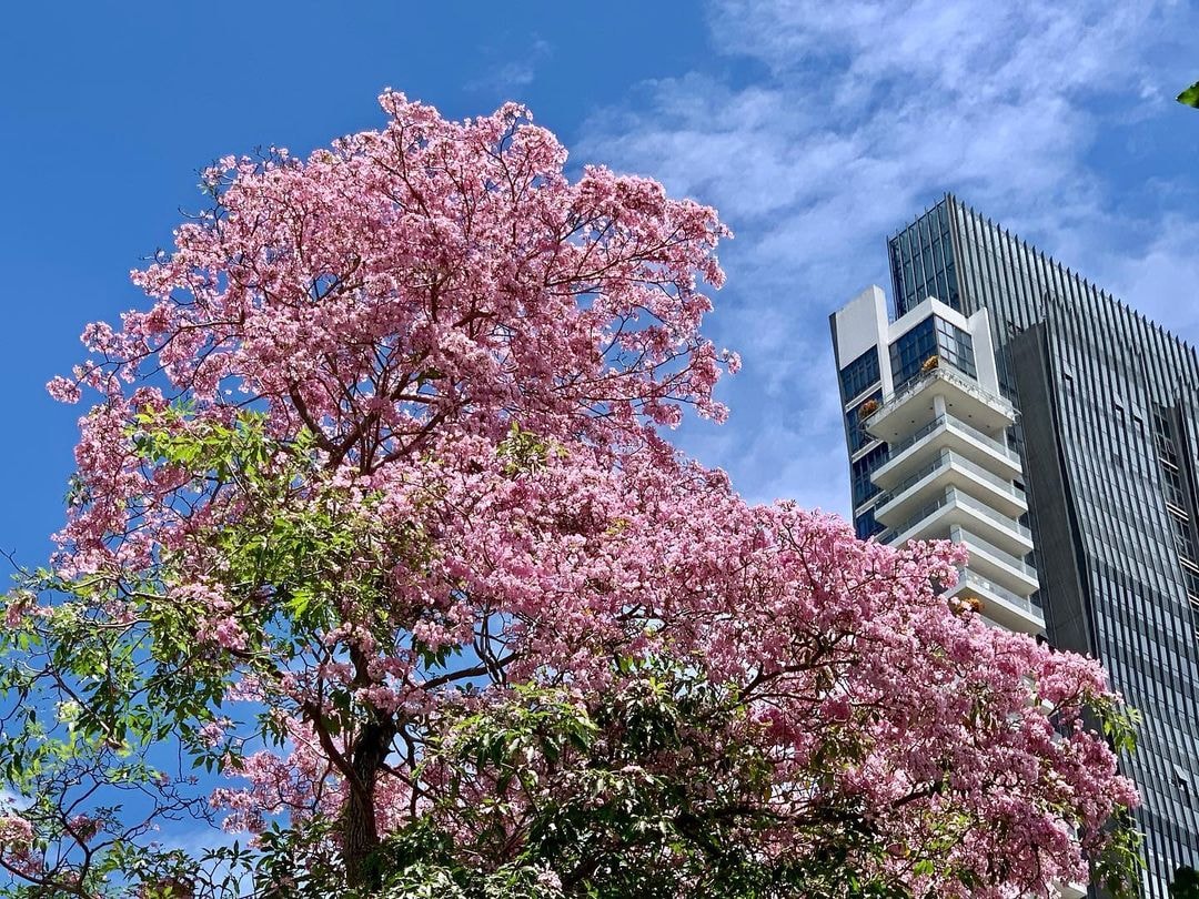 Singapore sakura trumpet flower Robertson Quay
