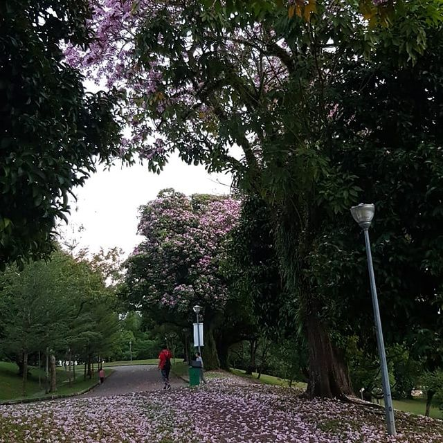 Singapore Sakura trumpet flower Yishun Hill