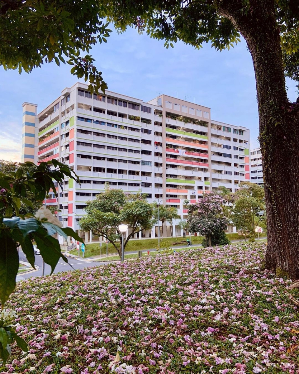 Singapore sakura trumpet flower Yishun Park