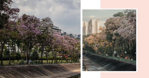 This Park Connector In Singapore Has Transformed Into Mini Japan With Beautiful 'Sakura' Blooming
