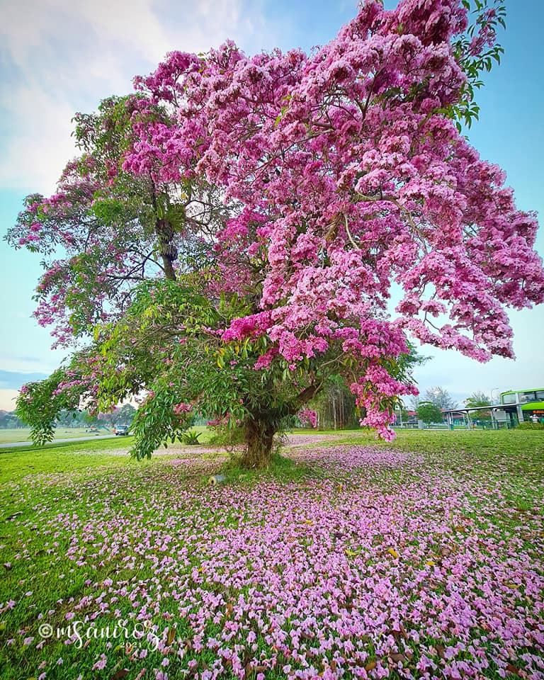 Singapore sakura trumpet flower Jalan Bahar