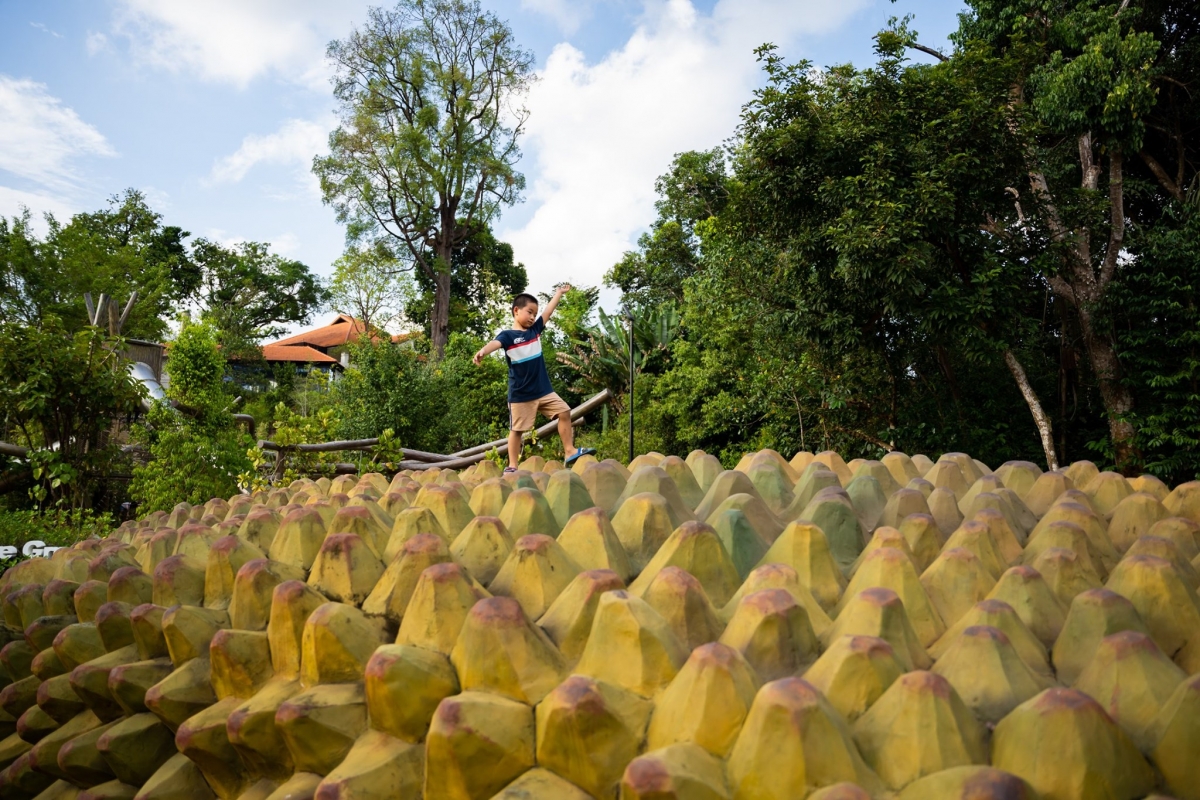 giant Cempedak durian structure