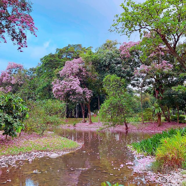 Singapore sakura trumpet flower Jurong Lake Gardens