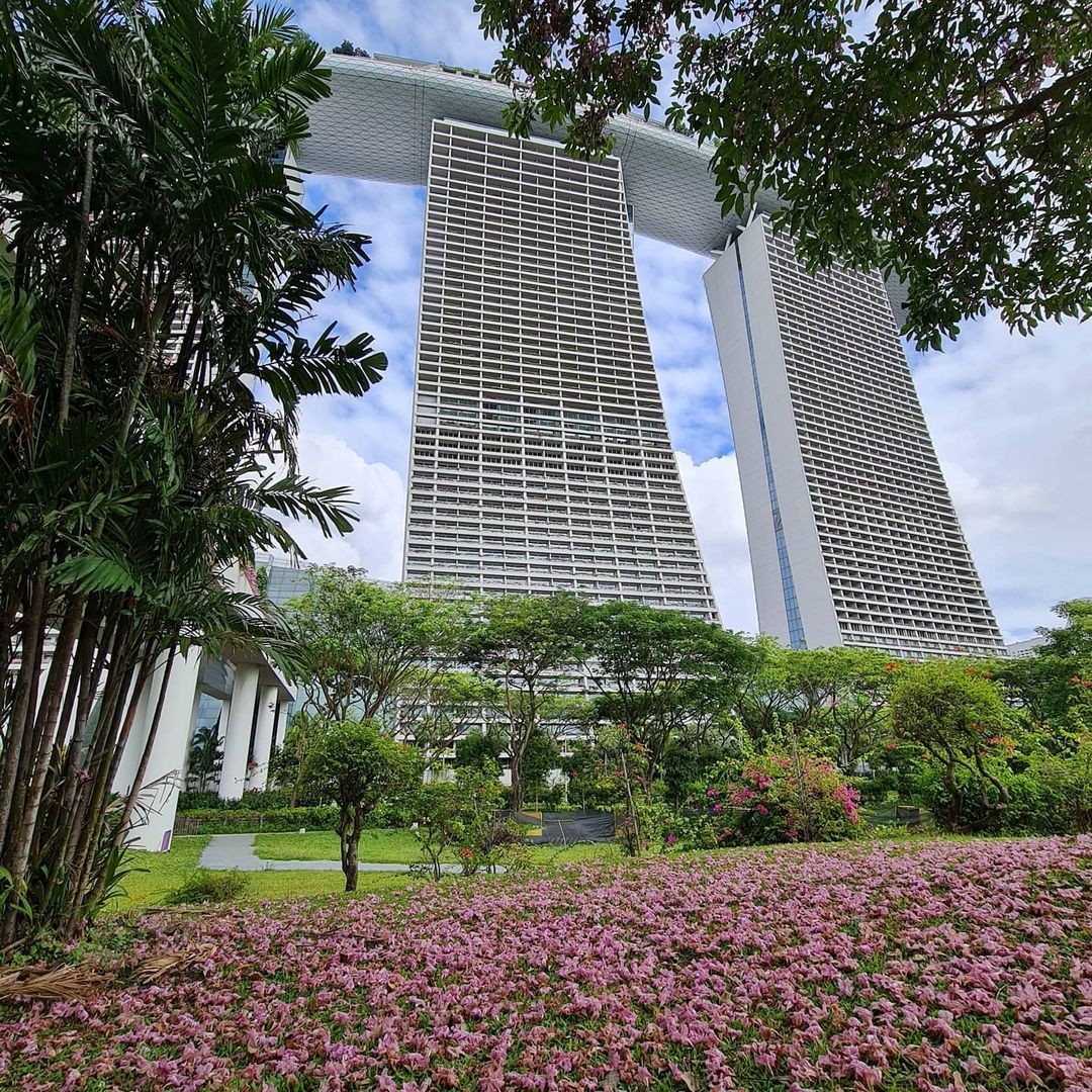 Singapore sakura trumpet flower Gardens by the Bay