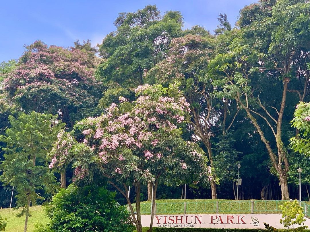 Singapore sakura trumpet flower Yishun Park
