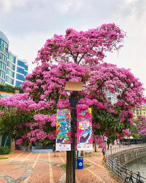 Singapore sakura trumpet flower Robertson Quay