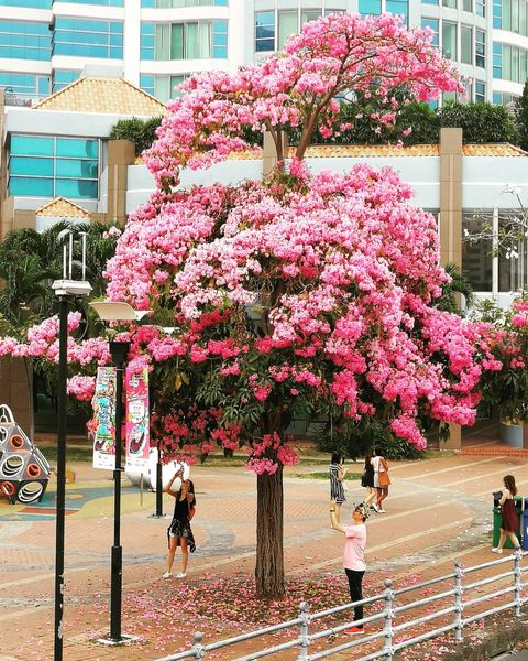Singapore sakura trumpet flower Robertson Quay