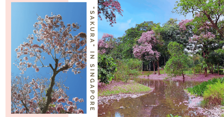 12 “Sakura” Spots In Singapore With Pretty Pink & White Trumpet Flowers That Remind Us Of Japan